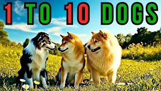 Count to 10 with Dogs! | Learn Numbers 1-10 | Fun Kids Counting Song