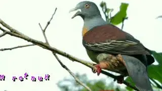 Suara Punai Siul Untuk Pikat