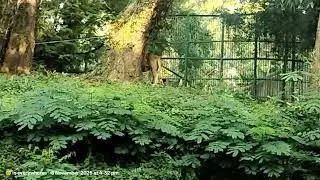 Thiruvananthapuram Zoo Kerala Videos