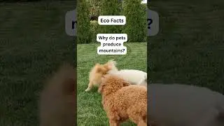 Eco-Friendly Pet Care Tips | Sustainable Dog Hacks-Eco Tips for Dog Owners | GoEcoPaw Hacks