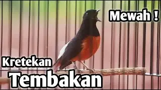 MURAI BATU GACOR FULL ISIAN TEMBAKAN MEWAH KRETEKAN GANAS SANGAT AMPUH MEMANCING EMOSI MURAI BATU