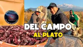 Insectos con proteínas NO ES BROMA | Esto se come en el campo mexicano