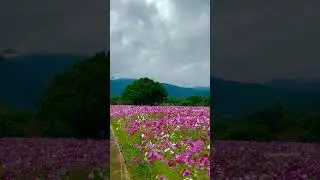 japan nature autumn cherry blossom - Amazing Earth Videos Short