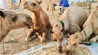 4 Camel Friends Are Eating Fodder In Camel Market