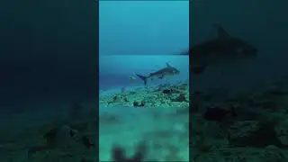 Top Ten Aquatic Species from the Great Barrier Reef: Tiger Shark