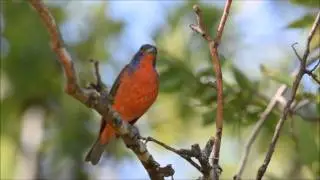 Painted bunting singing his heart out.