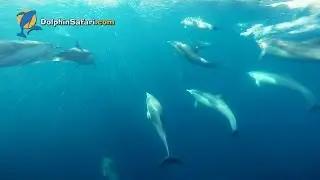 A Dolphin Safari: Dolphins Underwater and at Your Fingertips