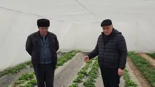 Qamashi tumanida kichik issiqxonada QULUPNAY ilk bor yetishtirildi. 