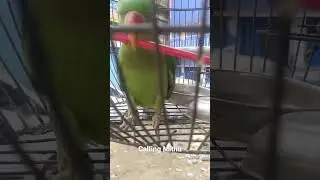 #parrots Calling_mithu bold sound