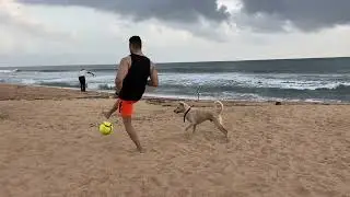 Goa Beach Dog Playing Football With Visitors || shashimourya