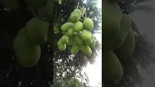 indian hybrid mango 🥭🥭#youtube #nature #real #india #viral #shorts #mango #fruit