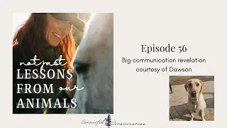 (not just) Lessons from our Animals :  Episode 56 Big communication revelation courtesy of Dawson