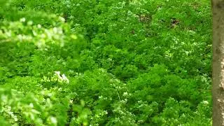 Six Minutes - 397 - Maple Moving