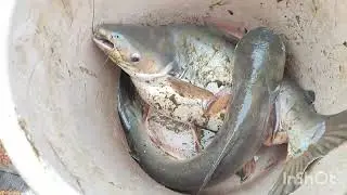 Semi Biofloc Harvesting...