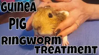 Ringworm is all too Common in Petco / Petsmart Purchased Guinea Pigs