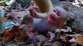 Oh Mom Be Carefully Smart Baby Monkey Strong Clamp W-orry Down While Mom Drag..!