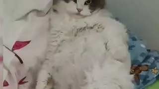 My cat clone my pose