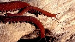Secrets of Velvet Worm Slime