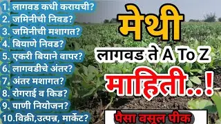 methi lagwad in marathi | मेथी लागवड | methi perni kashi karavi | methi lagvad