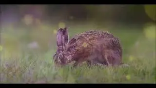Ostara (Spring Awakening) - Undreamed