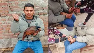Sardi sa bachna k liya murgio ko tillo katail dy dia