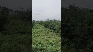 The Most Realistic Forest Sound Ever - Forest Sounds to Sleep, Study and Chill