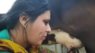 dimple girl cow prapre method by 👍👍👍 milk milking