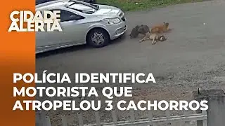 Motorista que atropelou tr&ecirc;s cachorros que estavam deitados na rua &eacute; identificado