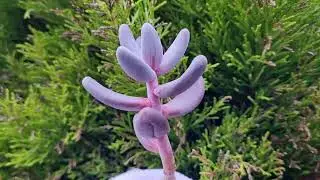 Pachyphytum Ganzhou
