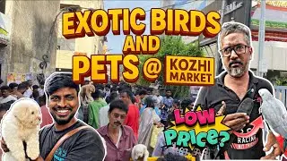 💥🐦 Exotic Birds & Pets | Kozhi  Market  | 🐾 Exotic Pets & Dogs  | 📍 Mannady Pet Market | #petvlogs