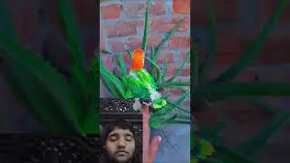 2026 Me Konsa Bird Breed Karwayein? | Upgrade what #birds #lovebirdsfarming #quality #opline #fyp