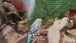 #winter Breeding Progress #