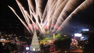 Festival Árbol Gallo 2020 - Cegus