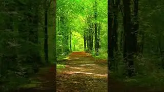 #musica  2023 #relaxing #soothe #for #meditation #nature #music #soothening #wallpaper#forrelaxation