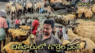 చిత్తూరులోని గొర్రెల సంత | అన్నీ రాకల గొర్రెలు మేకల  | Chittoor Sheep And Goat Market | Telugu |