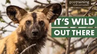 Откройте для себя 5 самых исчезающих видов африканских животных | EcoTraining