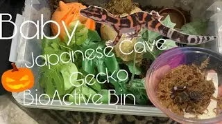 Baby Japanese Cave Gecko Enclosure Build!