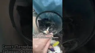 I picked up brave little Felix from the clinic.