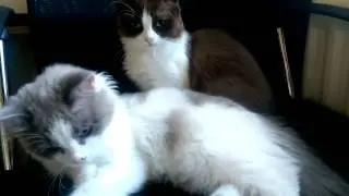 Ragamuffin kittens being very cute