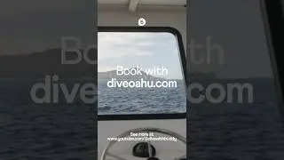 Picture Perfect Hawaiian Views with Dive Oahu #buddy