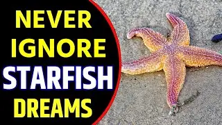 Starfish in Dream Meaning | Starfish Dream Interpretation