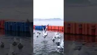 save bird's 🕊️...#Siberianbird's #indian #prayagraj #sangam