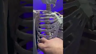 Rib Cage Anatomy, Floating Ribs, Sternum, Xiphoid Process, Manubrium and Costal Cartilage