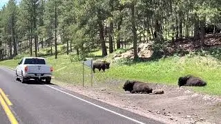 🔴 ГРОЗНЫЙ ПАПАША БИЗОН 🔴 Buffalo family South Dakota USA Vanlife solo traveler 22.06.2022