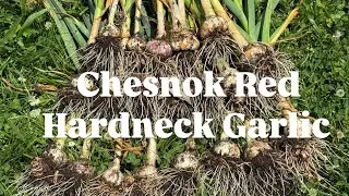 ￼ Chesnok red garlic harvest here in the Midwest #garlic #harvest #midwest