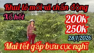 28/1/2026☎️0985815710 Lanh 👉 mai vàng giá rẻ chơi tết giảo rin gốc nhớt mai vàng mai tết mai ghép 
