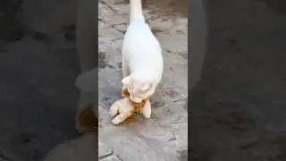 Aro thinks he&rsquo;s still a puppy 🐱 #funny #comedy #memes #cats