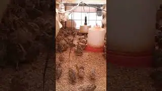 Criar pollitos con calor