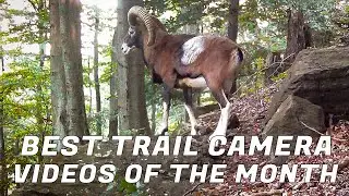 Best TRAIL CAMERA Videos Of The Month (October 2023)