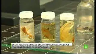 Laboratorio Entomología Forense Policia Cientifica